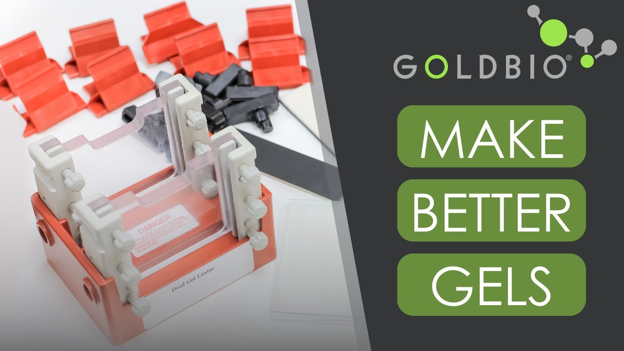 SDSPAGE Gel Casting Common Problems & Fixes YouTube