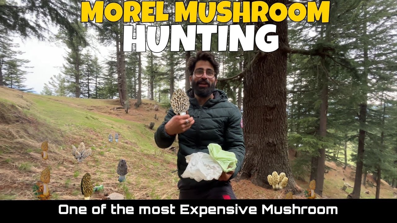 Hunting Morel Mushroom live in Jammu&Kashmir With chanderjeetsinghvlogs 🍄 YouTube