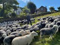 English Pastoral: James Rebanks talks to Rory Cellan-Jones about his new book - BBC Breakfast