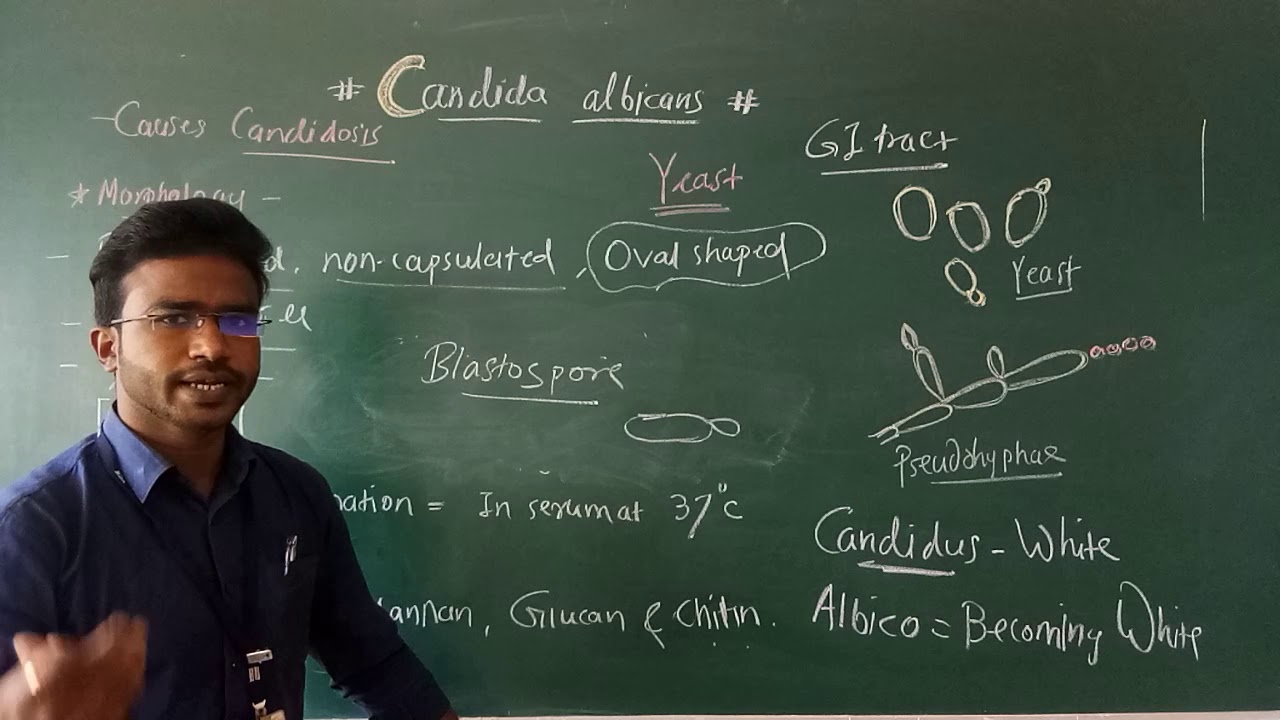 Candida albicans: Morphology and cultivation