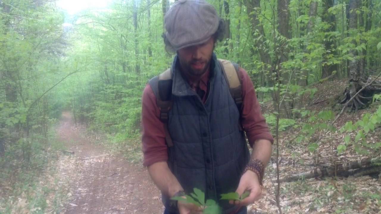 Wild Edibles- free Food and Medicine- Wild White Lettuce and other friends