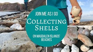 Collecting Shells on the Beach for Future Projects! - Summer Short Series