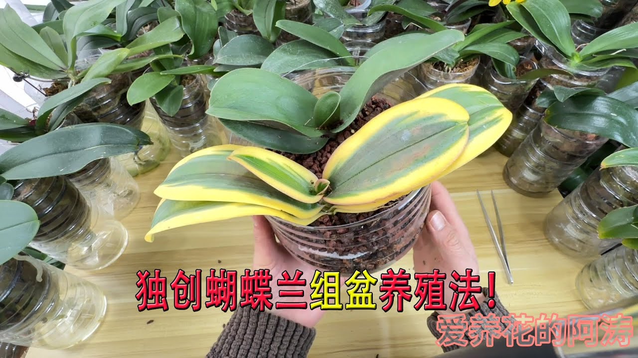 独创蝴蝶兰组盆树皮自吸水养殖法，花盆都不买了，省钱省心！（阿涛养花237期）