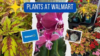 Plants at Walmart #plantshopping #plants #houseplants #indoorgardening #garden #indoorplants