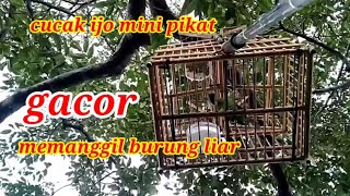 Suara pikat cucak ijo mini gacor memanggil burung liar