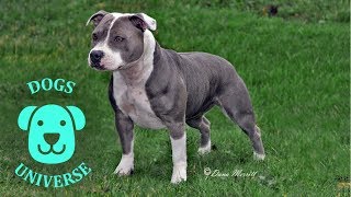 AMERICAN STAFFORDSHIRE TERRIER ► Characteristics and temperament 🐶 by Dogs Universe 878 views 5 years ago 2 minutes, 14 seconds