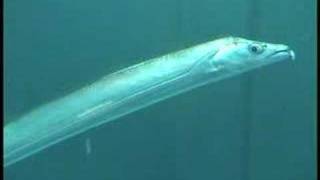 太刀魚の泳ぎ方 小魚専科 太刀魚の泳ぎ方 小魚専科