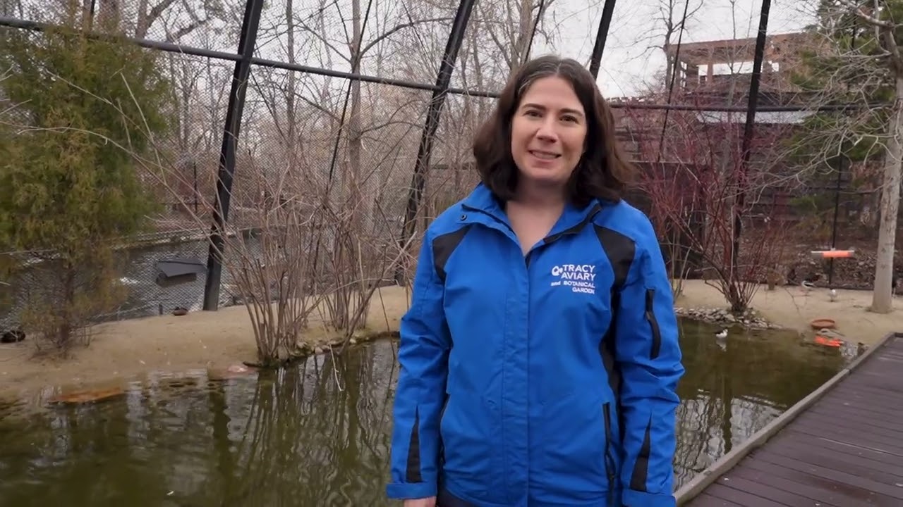 Peek inside nature exhibit home to bird rescues from the Great Salt Lake