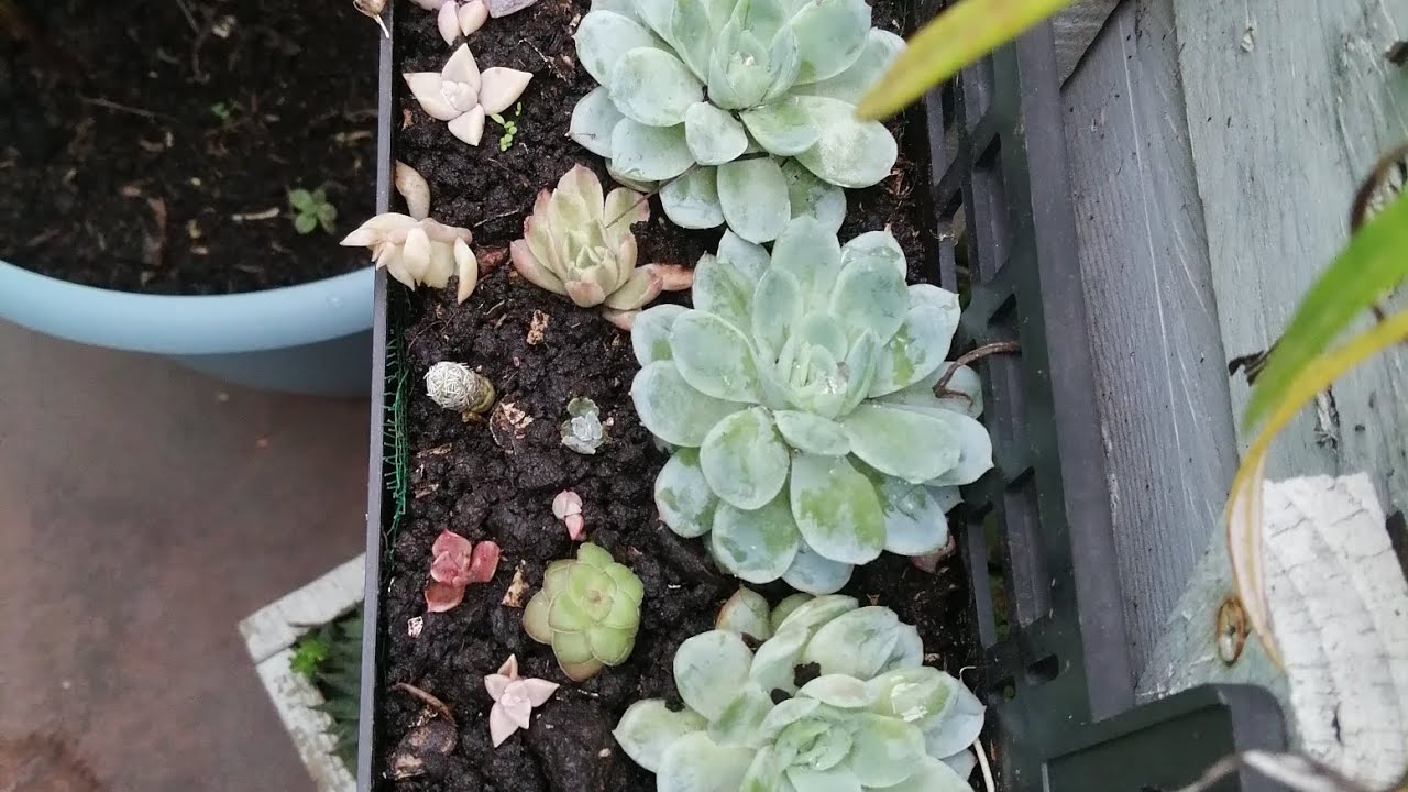 Nueva decoración #plantas #suculentas #flores #plants 