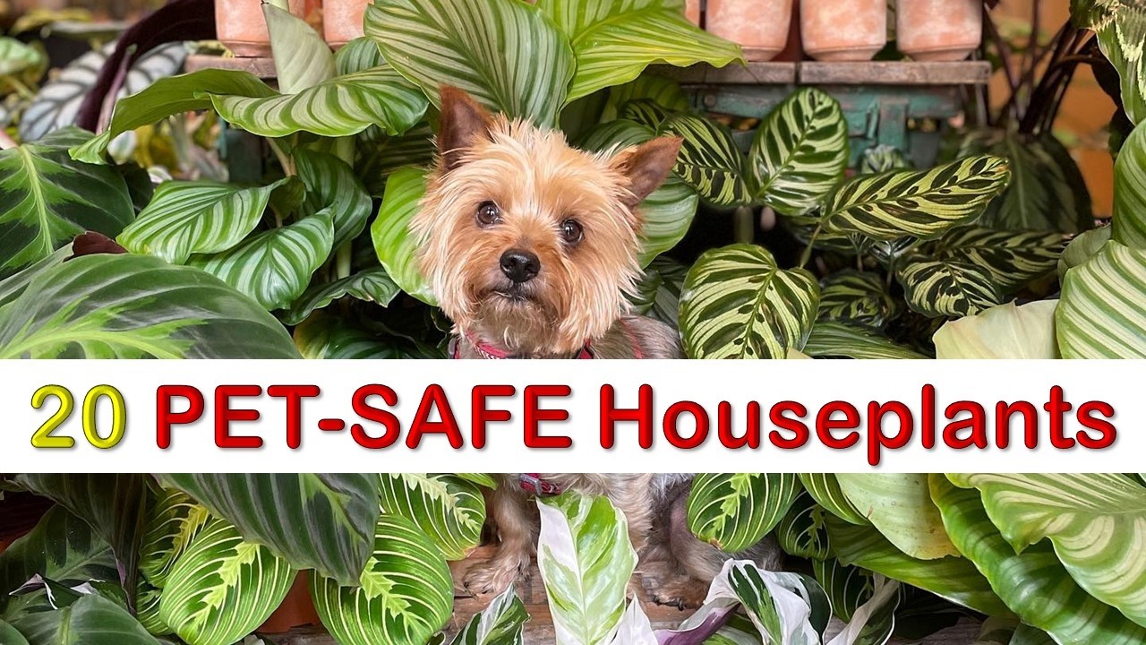 Лучшие безопасные для домашних животных растения для счастливого дома!