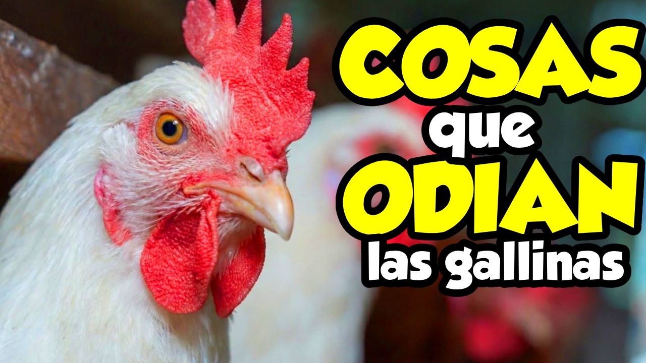12 Cosas que ODIAN las gallinas (y tú sin saberlo) 🐔🚫 Parte 2