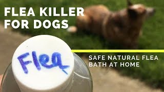 Flea Killer for Dogs - Safe and Natural Flea Bath for Dogs at Home