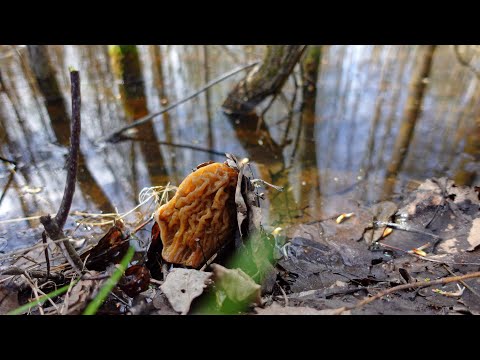 Видео: И СНОВА СМОРЧКИ, СМОРЧКОВАЯ ШАПОЧКА И СТРОЧКИ-ГИГАСЫ! Второй выезд за весенними грибами сезона 2024