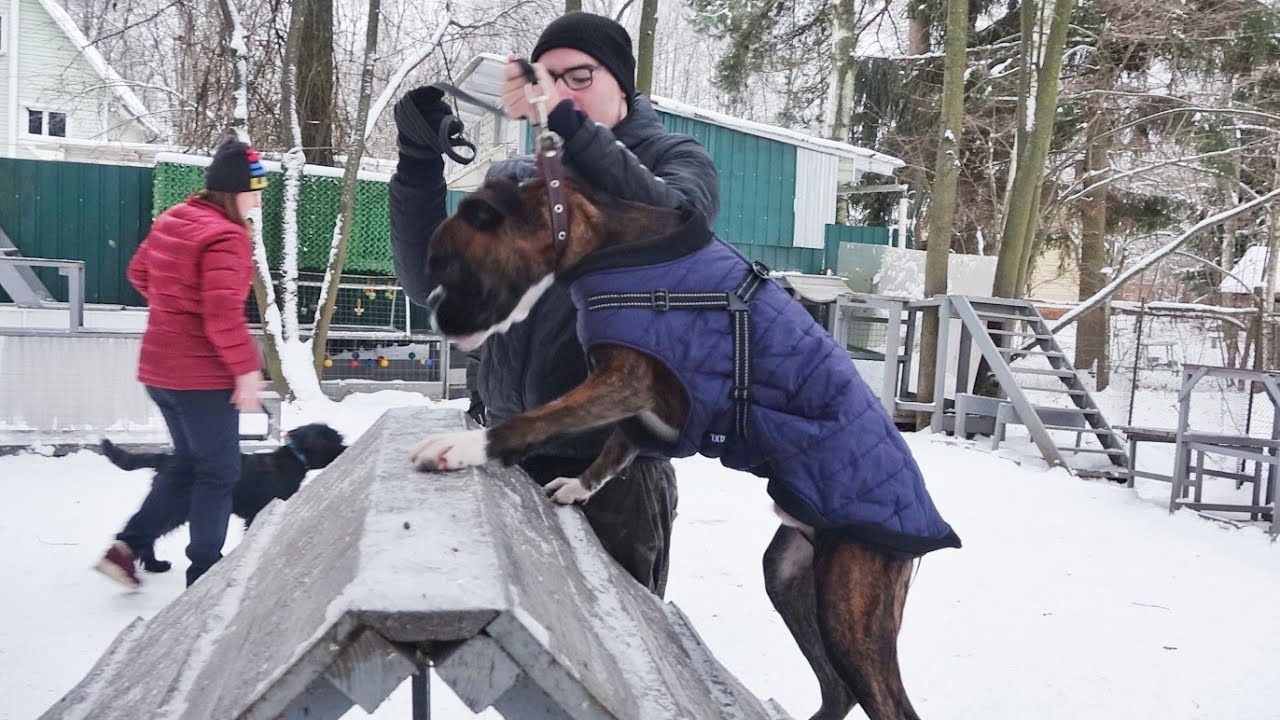 Догтренинг 484. Непослушный боксер - отказ от работы. Урок с собакой ...