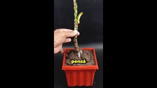 Lo que hoy parece un descarte, mañana puede ser una planta nueva #shorts