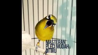 Masteran Pleci Mudah Ditiru