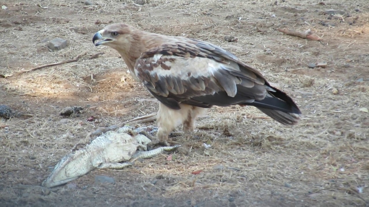Tawny Eagle eating Crocodile 
