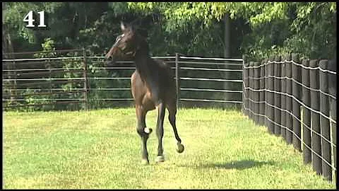 H41 CYS HEATHER GATSBY VANDERVEER