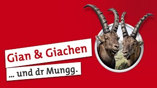 steinbock spot mungg