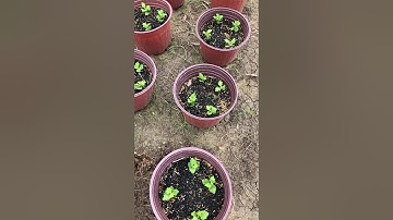 Cách trồng cúc đại đoá và cúc pha lê tốt nhất