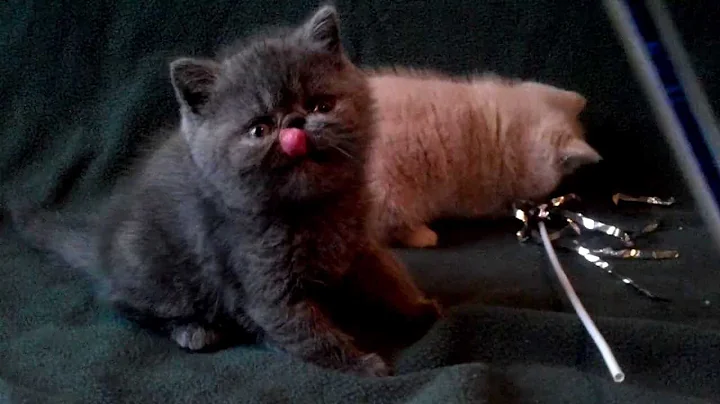 Video 1826421: exotic shorthair cream, exotic shorthair boy, exotic shorthair blue