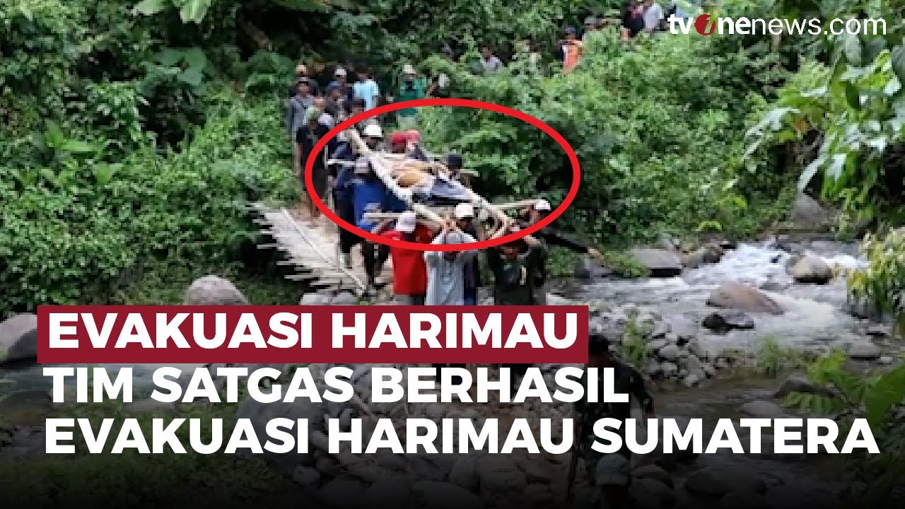 Diduga Kerap Memangsa Petani, Harimau Sumatera Dievakuasi dengan Kandang Jebakan | OneNews Update