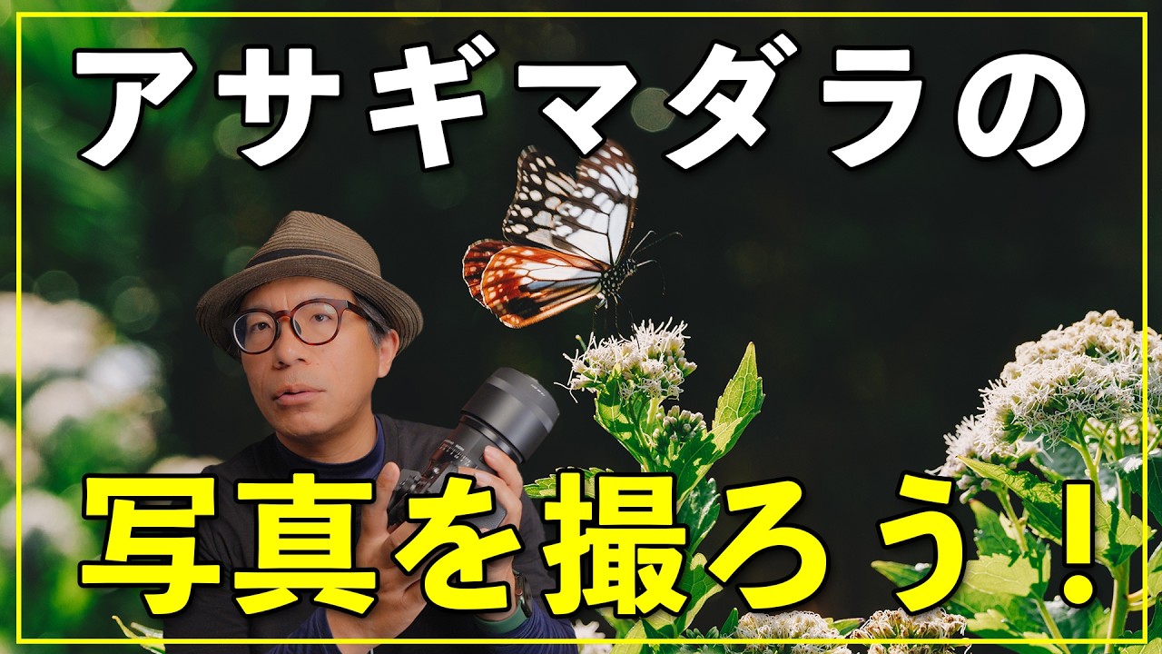 【カメラ初心者】アサギマダラの写真が幻想的すぎた。おすすめレンズと撮り方も紹介