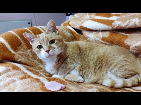 Video: How To Wake Up A Cat