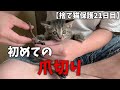 捨て猫の赤ちゃんつむぎを拾って21日目。こむぎと一緒に初めての爪切りに挑戦します！！