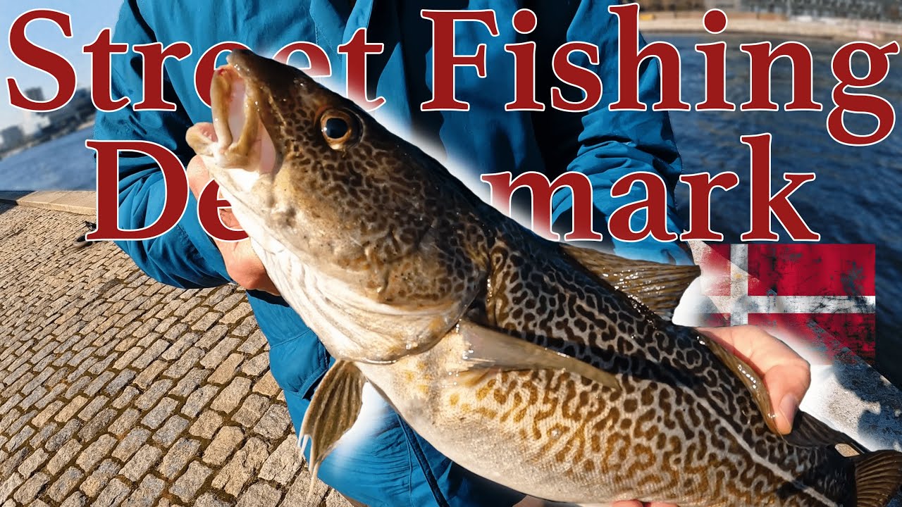 SEASON 2022, STREET FISHING AI MERLUZZI....primo viaggio di stagione #streetfishing #codfishing