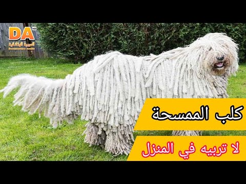 فيديو: Labernard