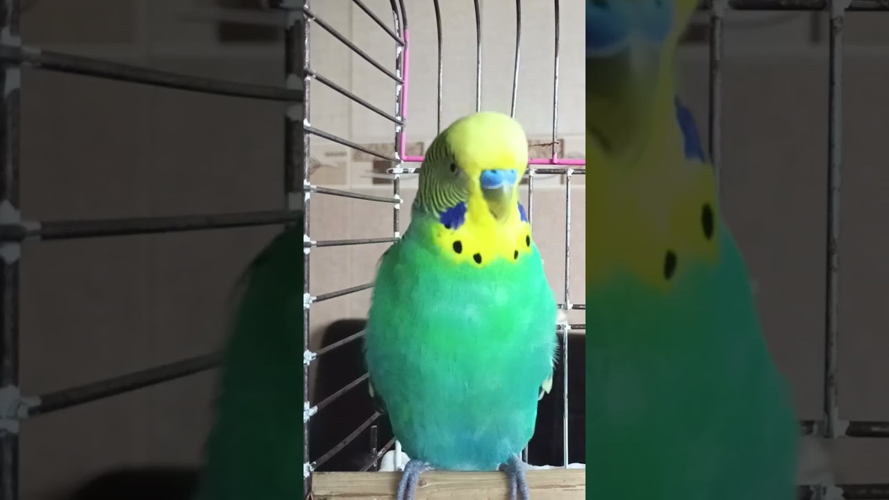 Mutlu Cıvıltılar #birds #talkingparot #budgies #blackfacebudgie #parrot #muhabbetkuşu #parakeet
