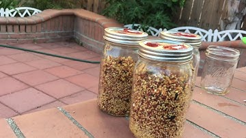 How to Prepare Mushroom Grain Spawn, EASY.