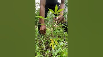 Harvesting cassava part 214 #shorts #farming #cassava #nature  #cassavaroots #cassavafarming