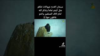 سبحان الله/ سبع حيوانات تذكر الله امام الناس