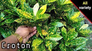 Lemon Croton all variety plants Lemon Croton plants || क्रोटन कितने प्रकार के होते हैं?