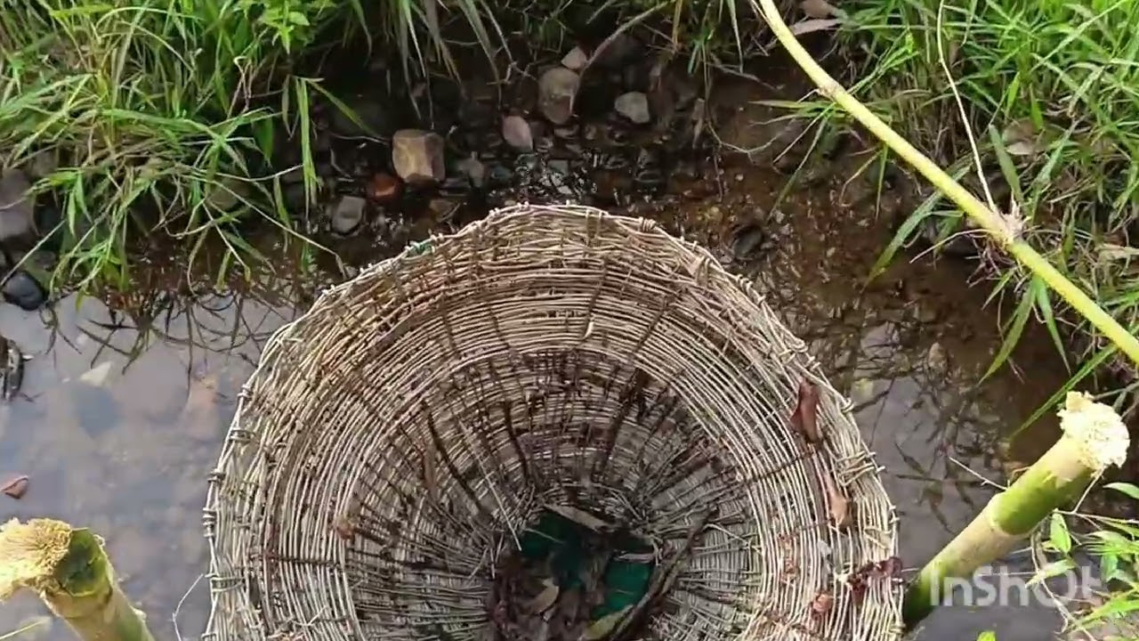 कोकणातील भातशेती🌾🌾#kokani#tannu's vlog @tanisharasam