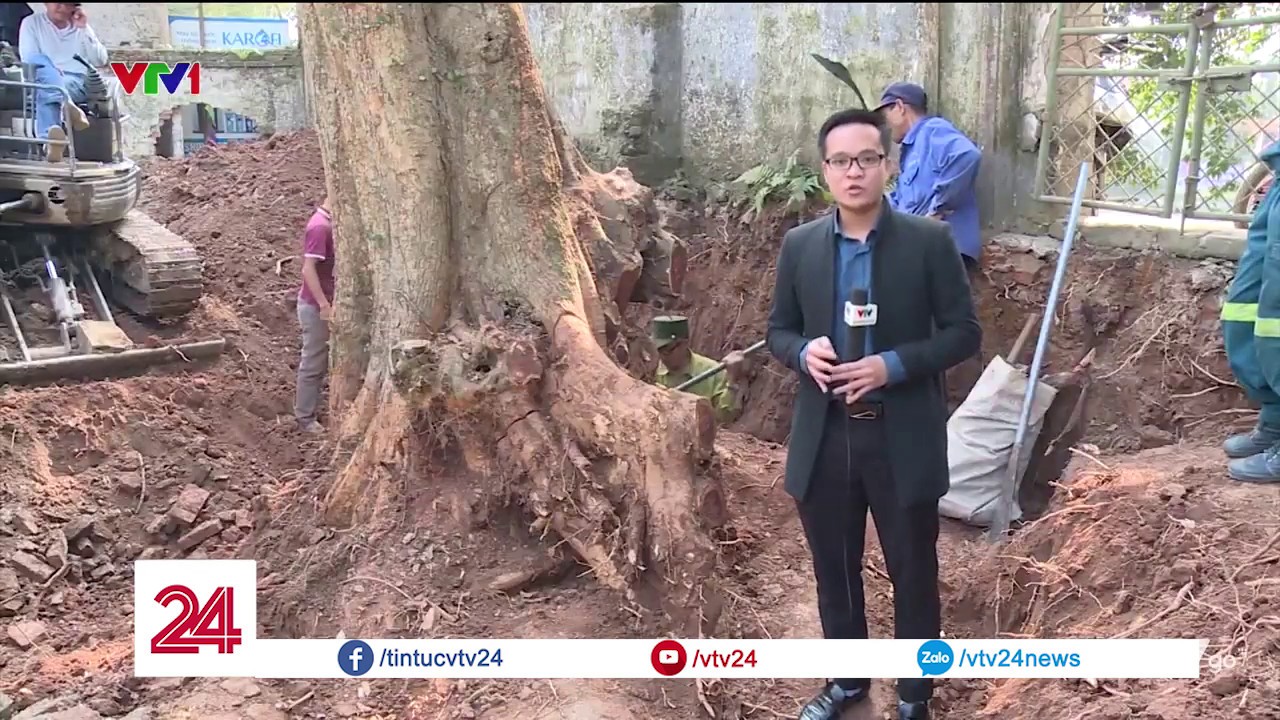 Chặt hạ hai cây sưa trị giá trăm tỷ ở Chương Mỹ, Hà... - youtube