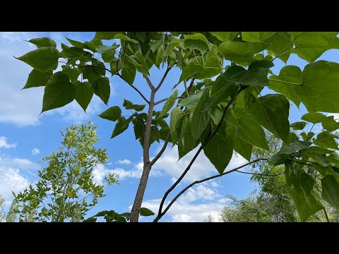 Прекрасное место для прогулок и отдыха. Аэропортовский парк.