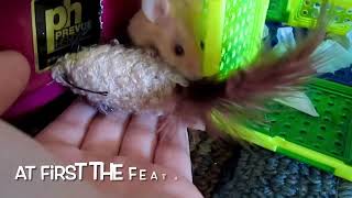 My Pet Mice Playing with Toy Mice, Pet Mouse Playtime #petmice #fancymice by StarlightSarah 90 views 1 year ago 6 minutes, 13 seconds