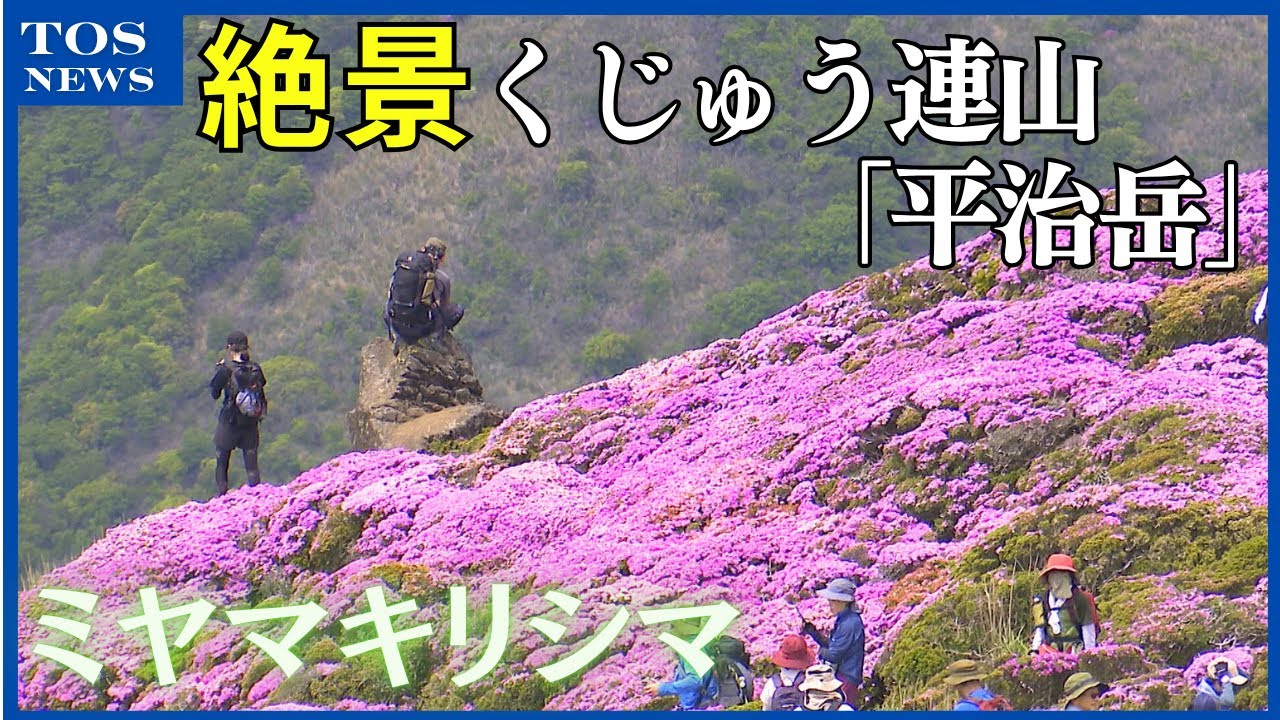 水彩画 ジクレー版画「ミヤマキリシマ」（玖珠郡） 万年山の