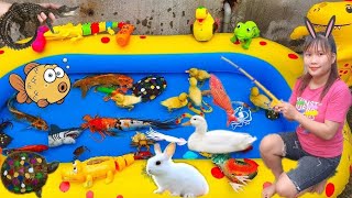 Vlog Rabbit Catching Goldfish In Tank, Frog, Mouse, Chick Episode 2