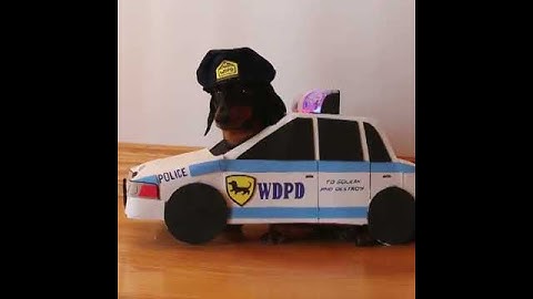 Dachshund "Cops & Robbers" - Crusoe & Oakley Dachshund