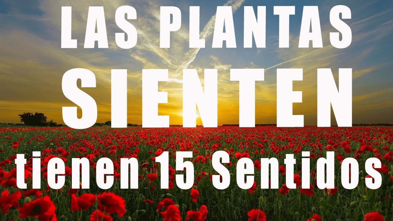 Las plantas sienten y piensan. Tienen 15 sentidos mas que nosotros.