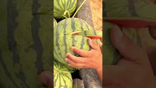 The Authentic Freshness of Quality Watermelon
