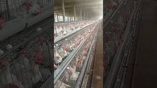बहुत danger⚡ गर्मी पड़ रही है#layer #poultry #farming