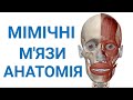 Мімічні м&#39;язи анатомія