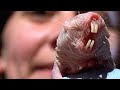 view Fascinating Footage of Naked Mole Rat Surviving Without Oxygen digital asset number 1