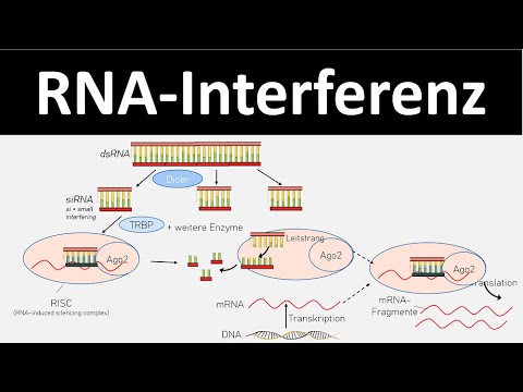 Video: Lange Nicht-kodierende RNA Begünstigt Phenylketonurie Bei Mäusen
