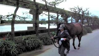 【競馬 第二のストーリー】競走馬から誘導馬へ― ボンネビルレコードに教え、教わったこと-netkeiba.com